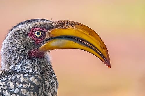 South Africa Close-up of yellow-billed hornbill birds head Art Print